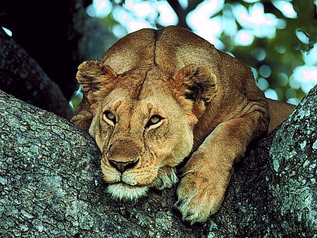 Animals for relaxation: Lioness