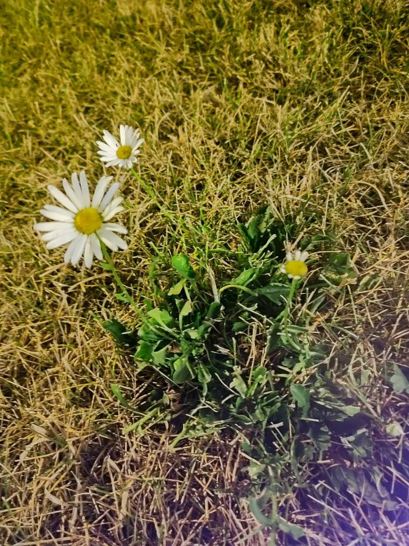 Chamomile on the cut grass