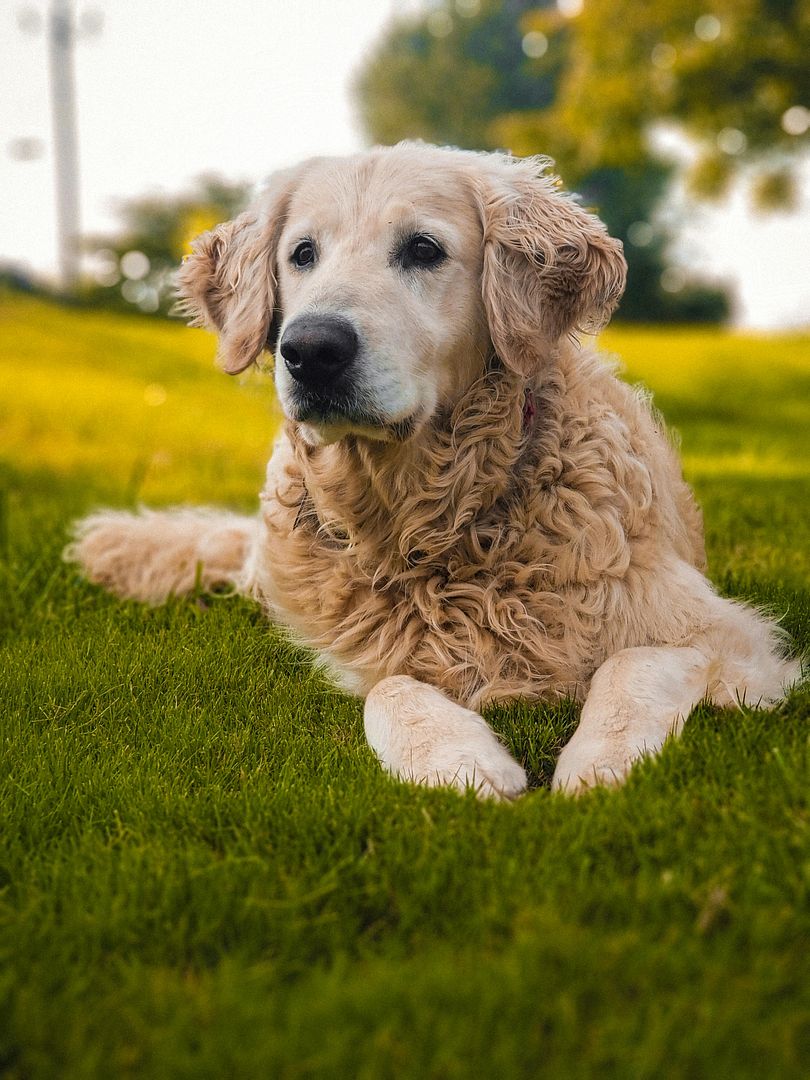 dog in nature