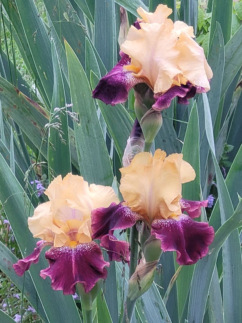 Bearded Iris