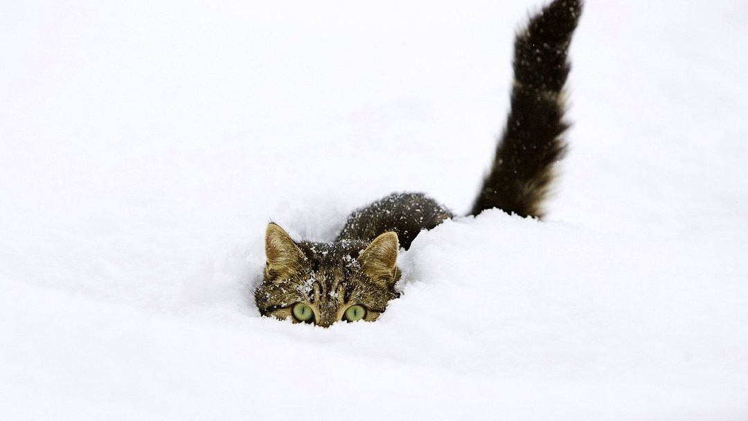 snow swimming