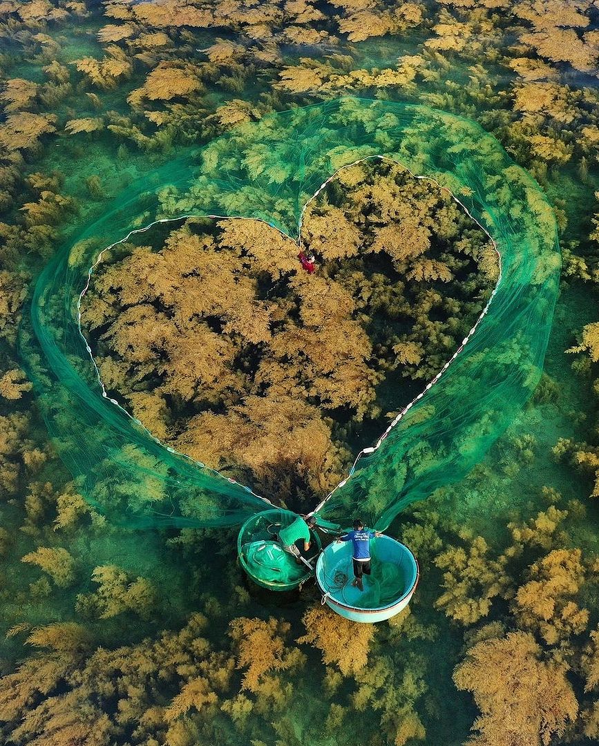 seaweed season in Binh Dinh province, Vietnam