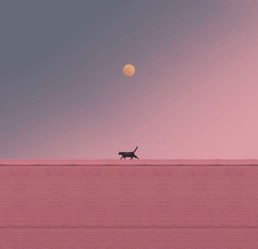 cat in the desert