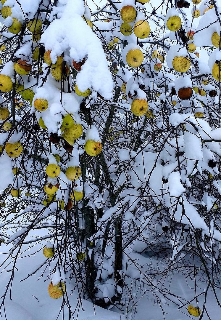 apples under the snow