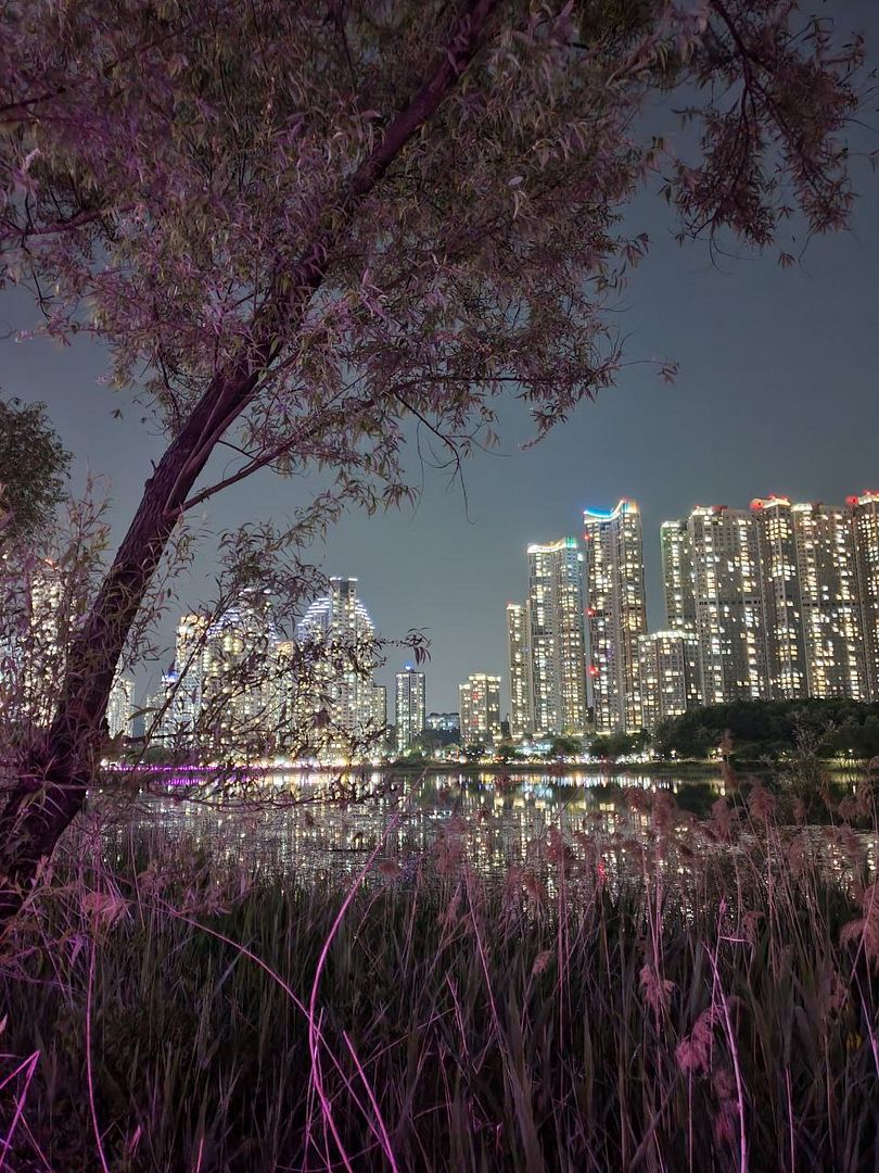 Night view behind the reed forest.