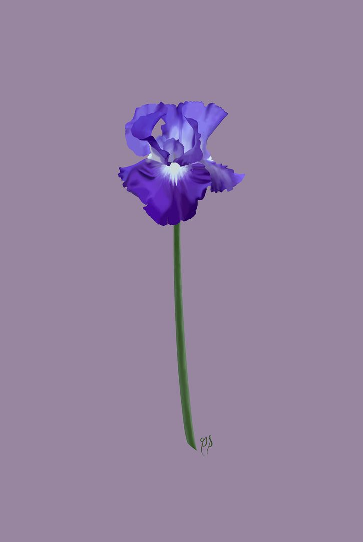 iris