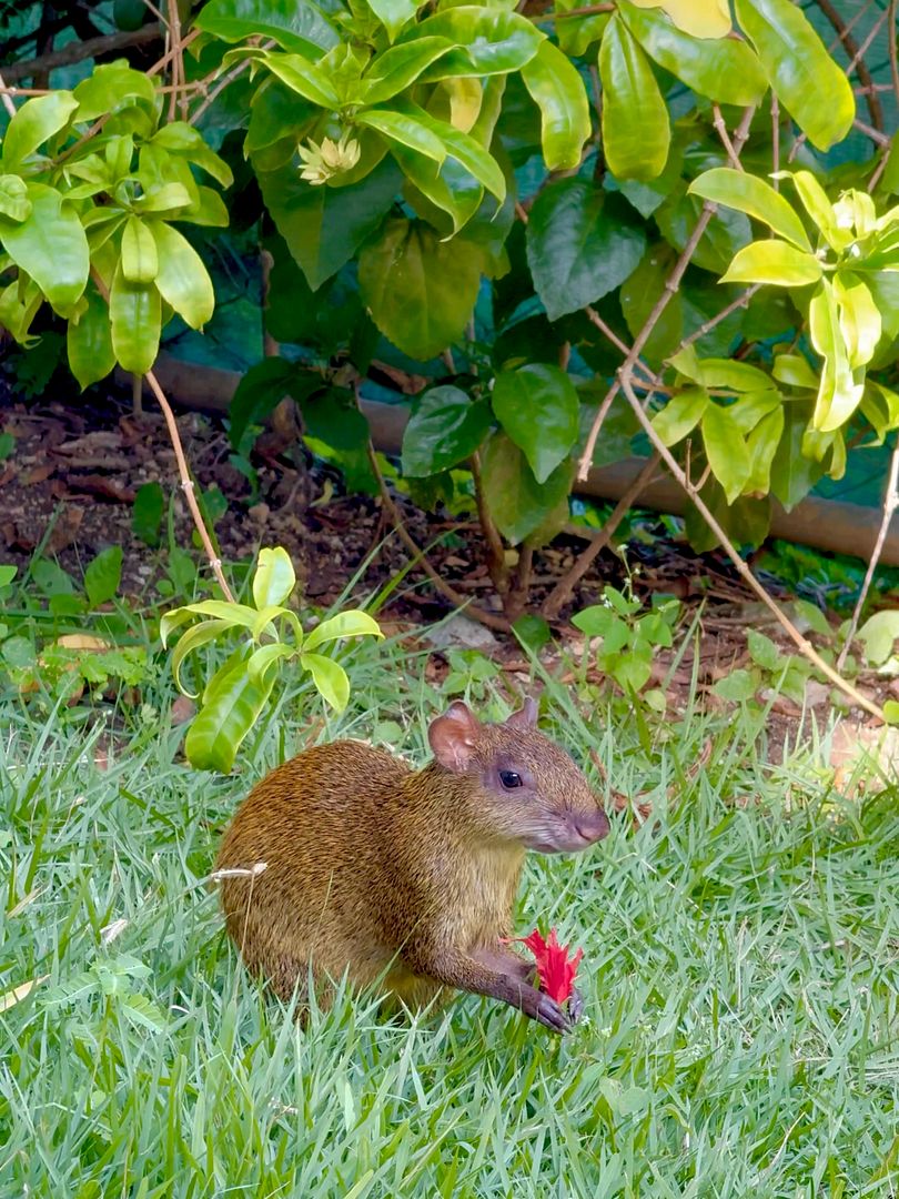 agouti !