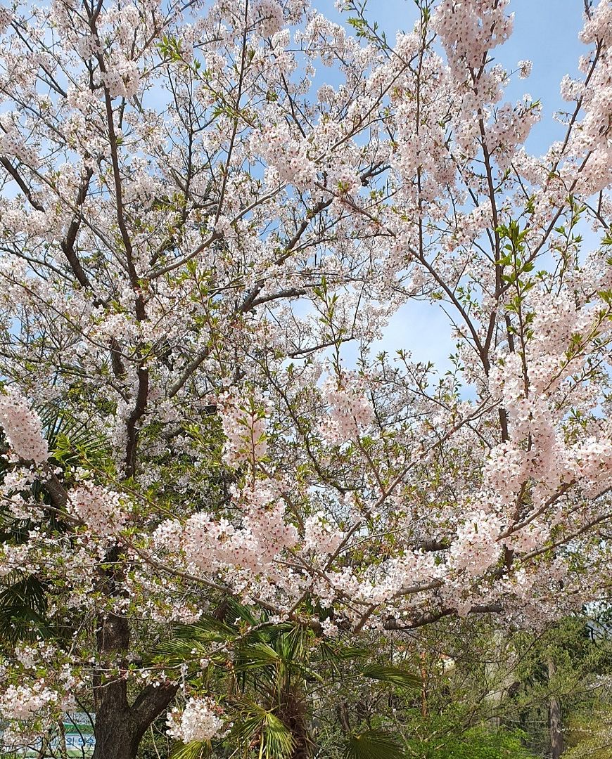 cherry blossoms