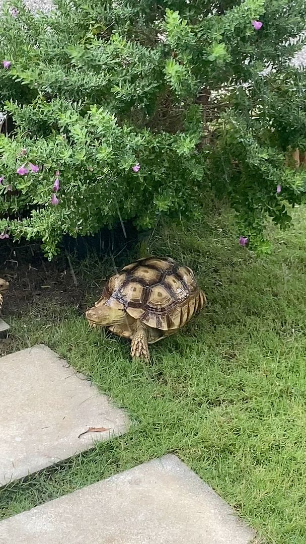 Turtles 🌧️🐢