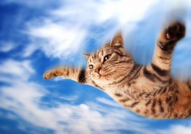 Flying Cat