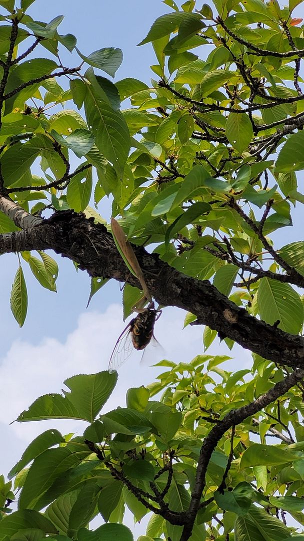 a cicada caught by a mantis