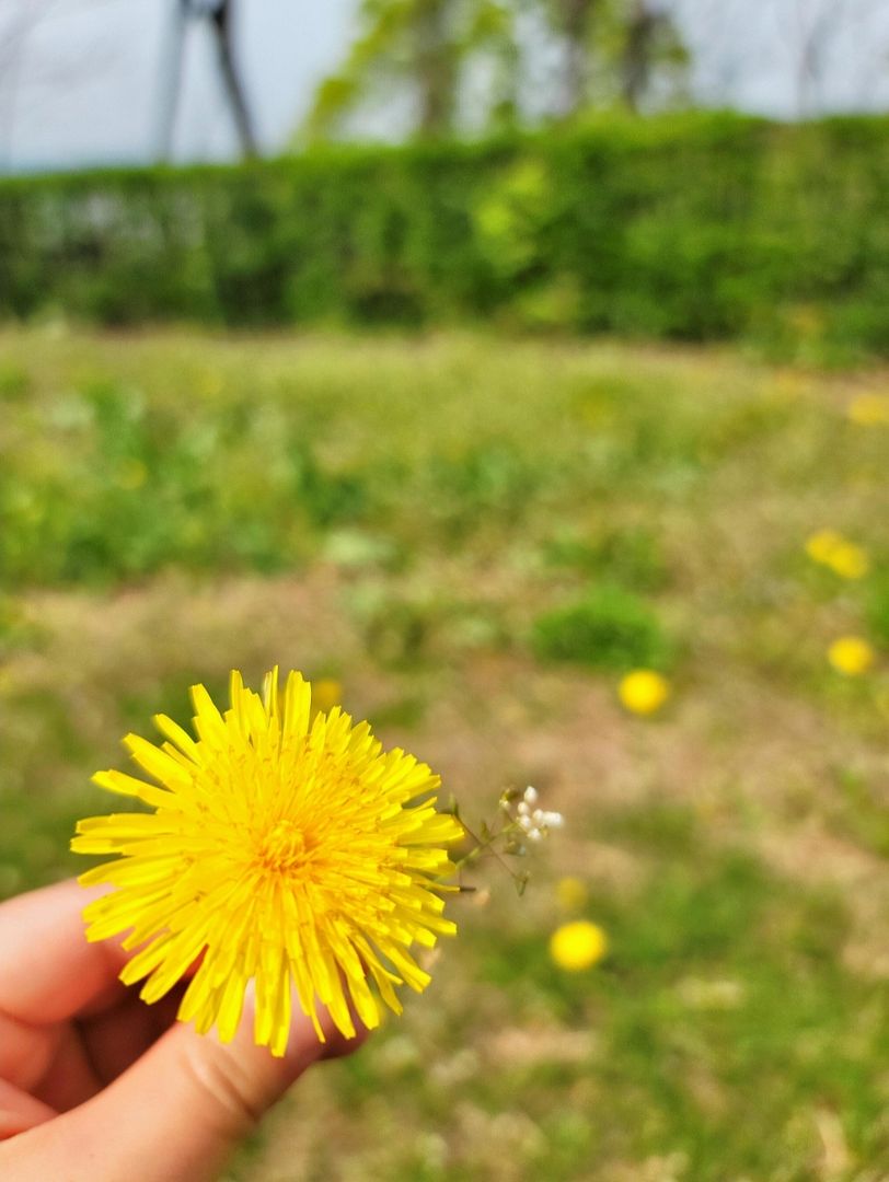 민들레꽃