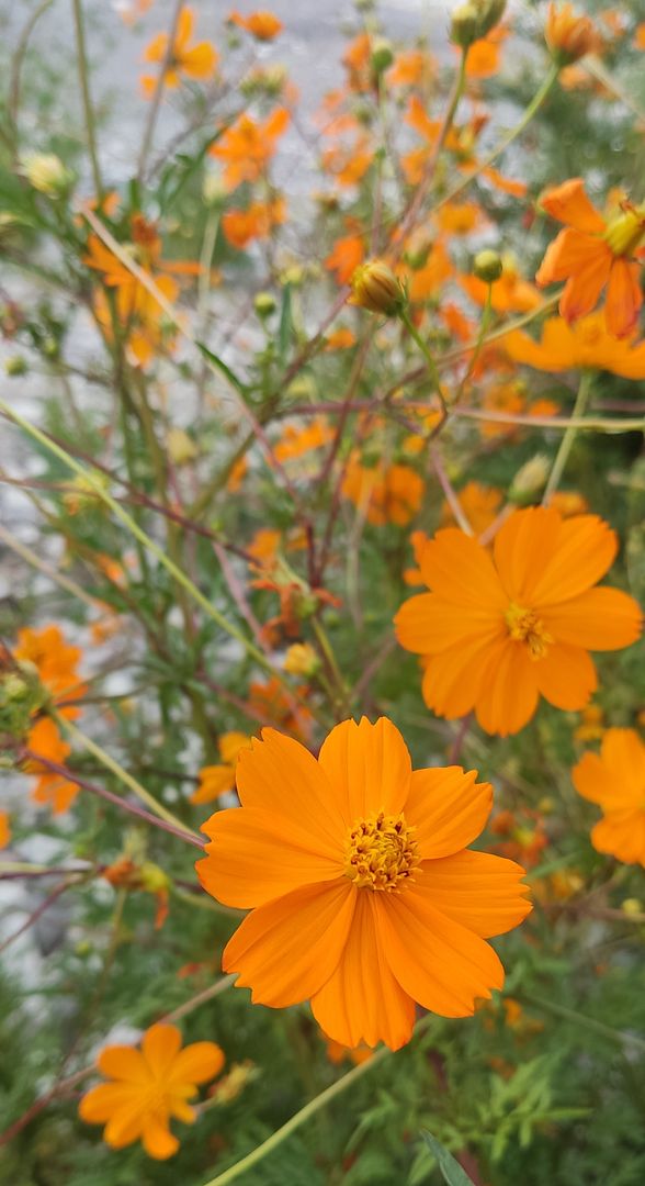 Cosmos Mandarin Orange