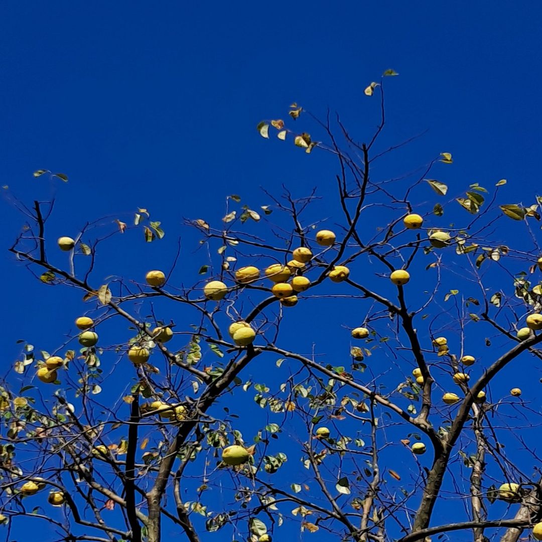 A quince tree