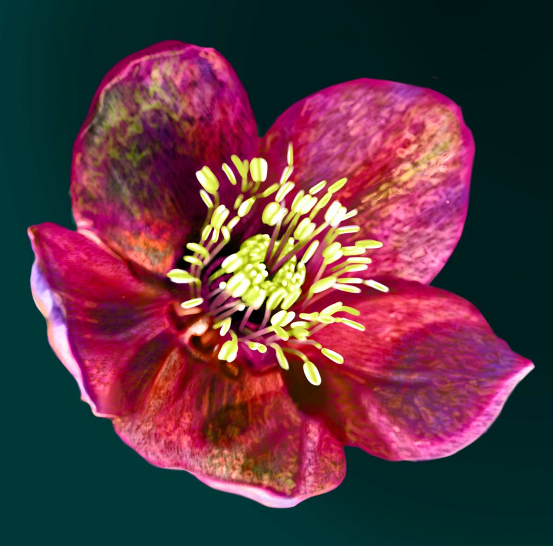 Hellebore