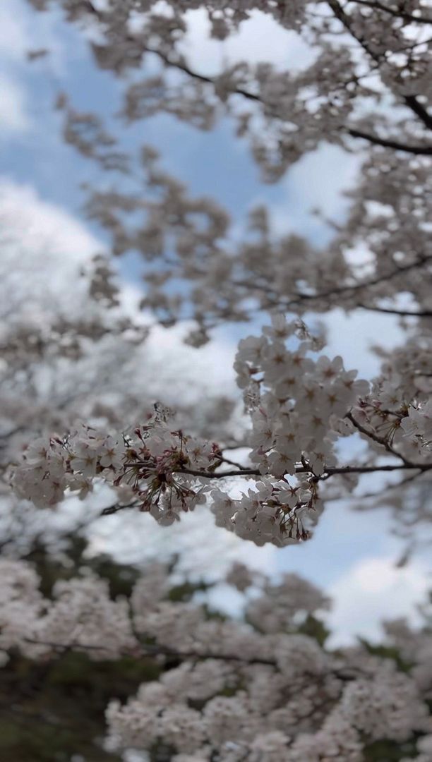 Enjoy Cherry Blossoms, Korea, 2024.4