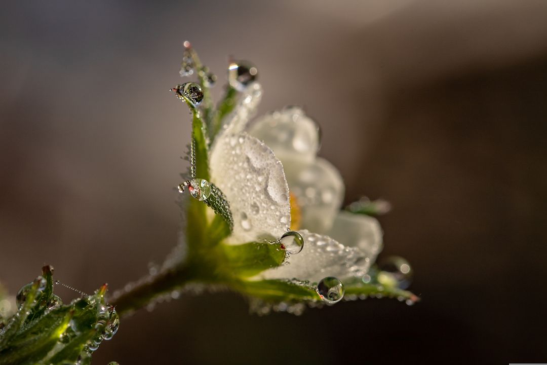 White crystal flower