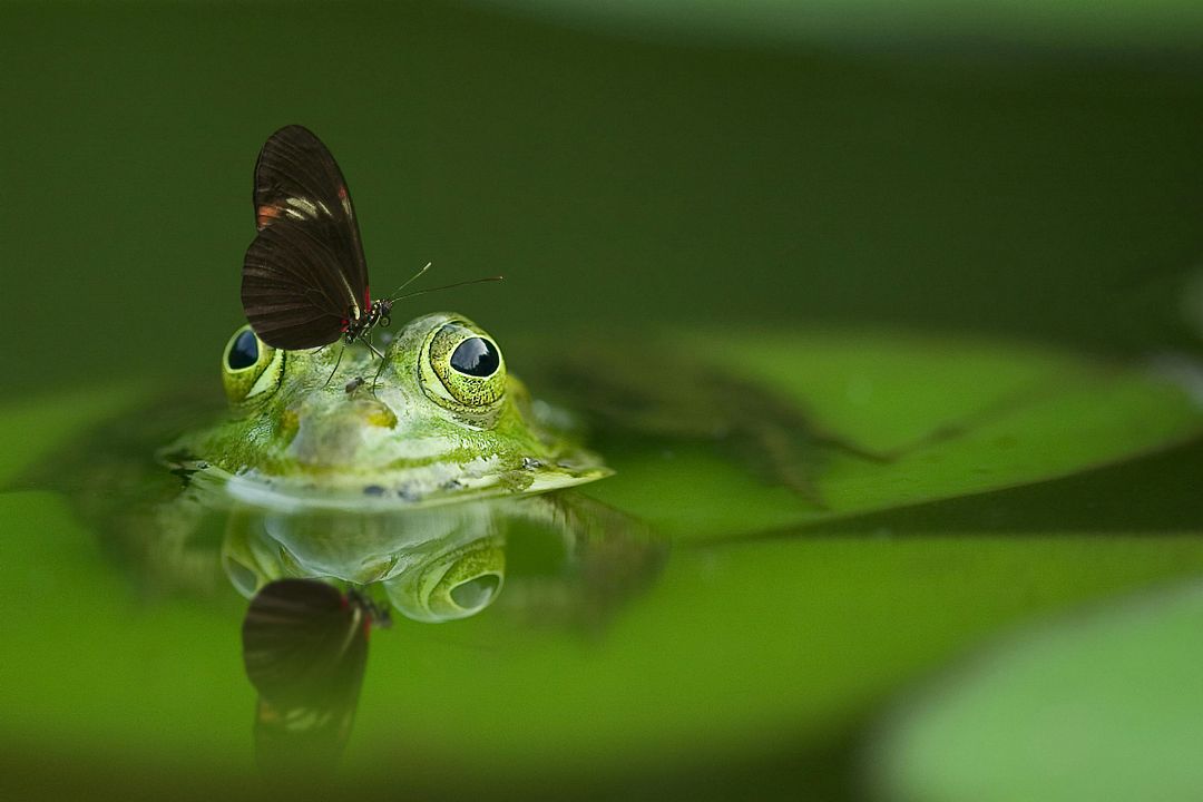 toad