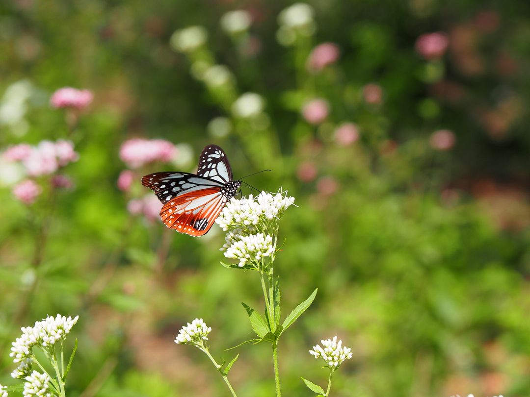 Traveling butterfly ～Monarch butterfly～