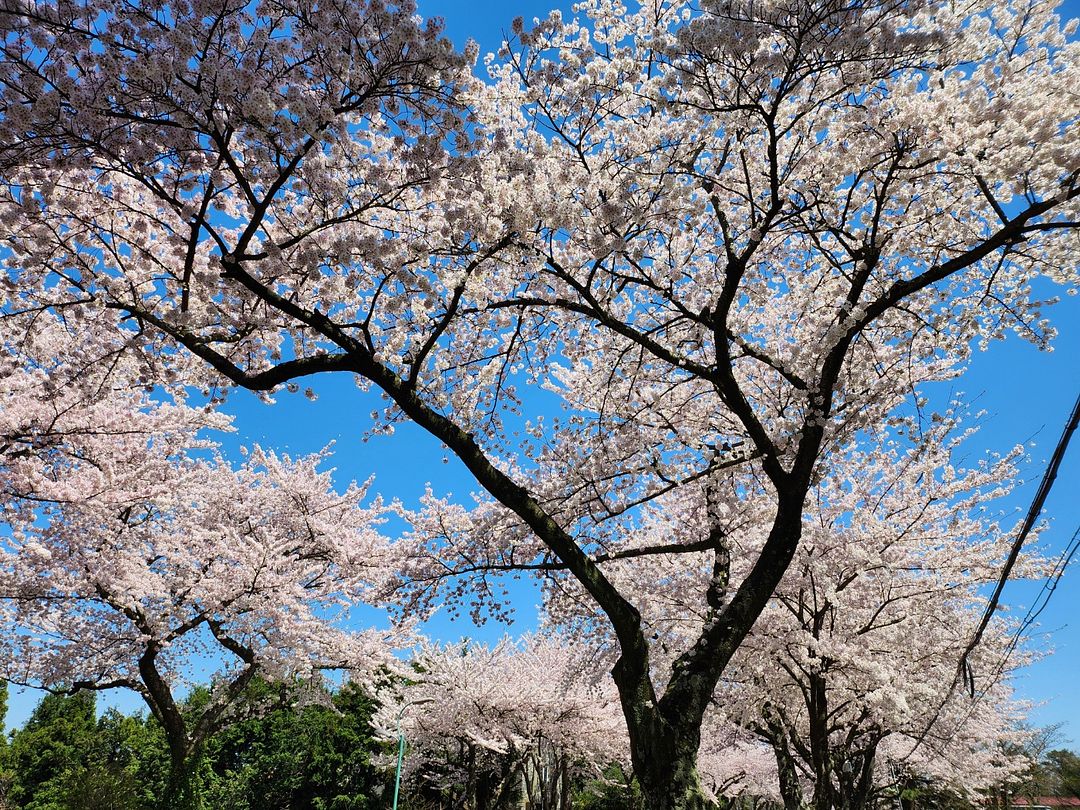 Cherry Blossoms in Jeju, 2024-3