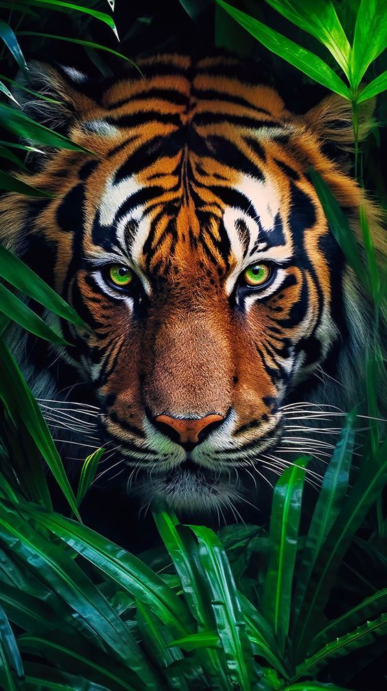 tiger in the wild