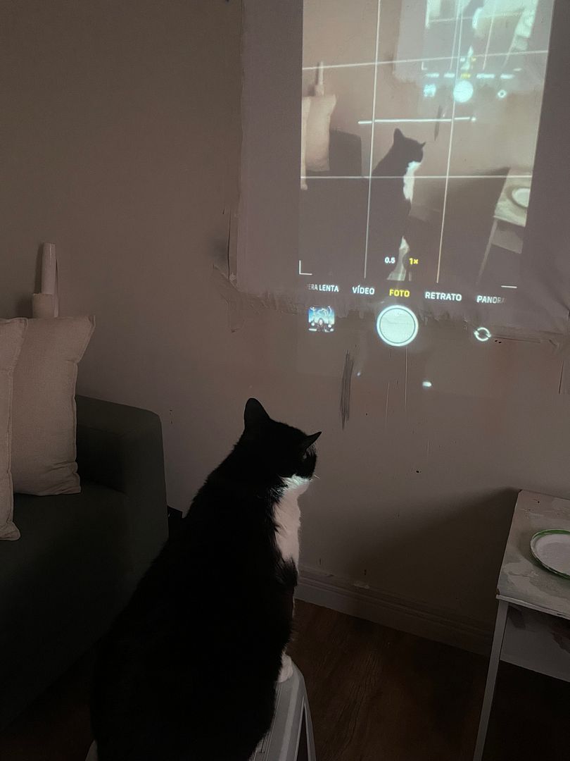 Cat watches Cat