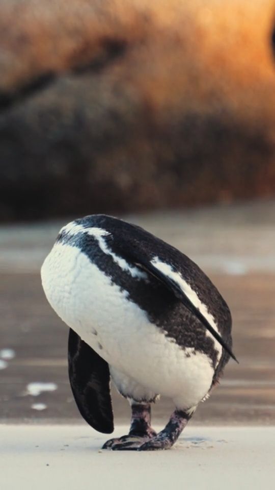 penguin