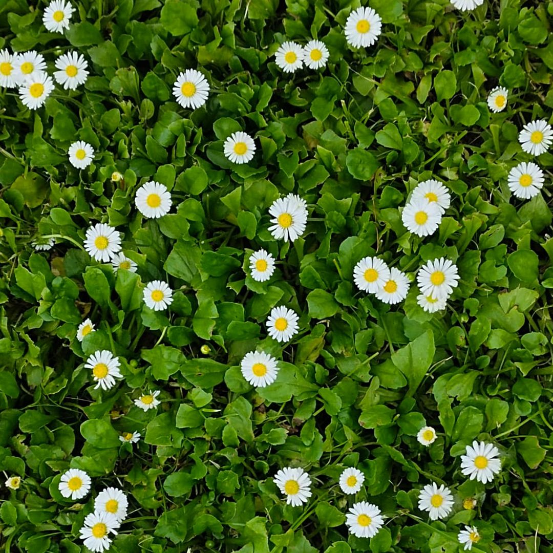 Daisies