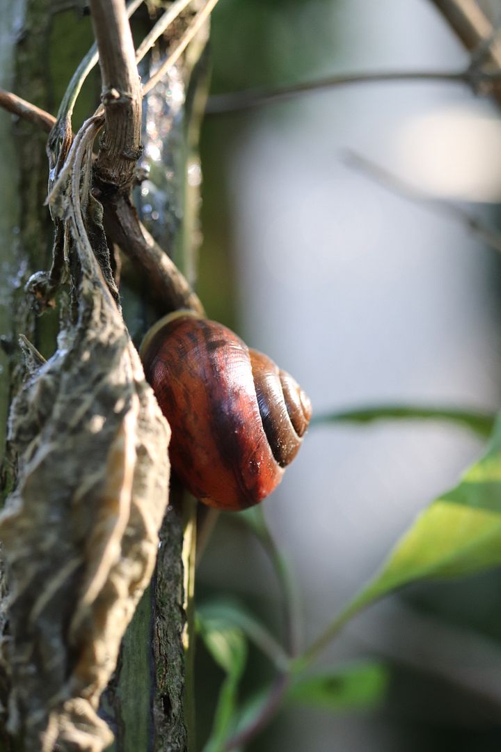 beautiful morning snail