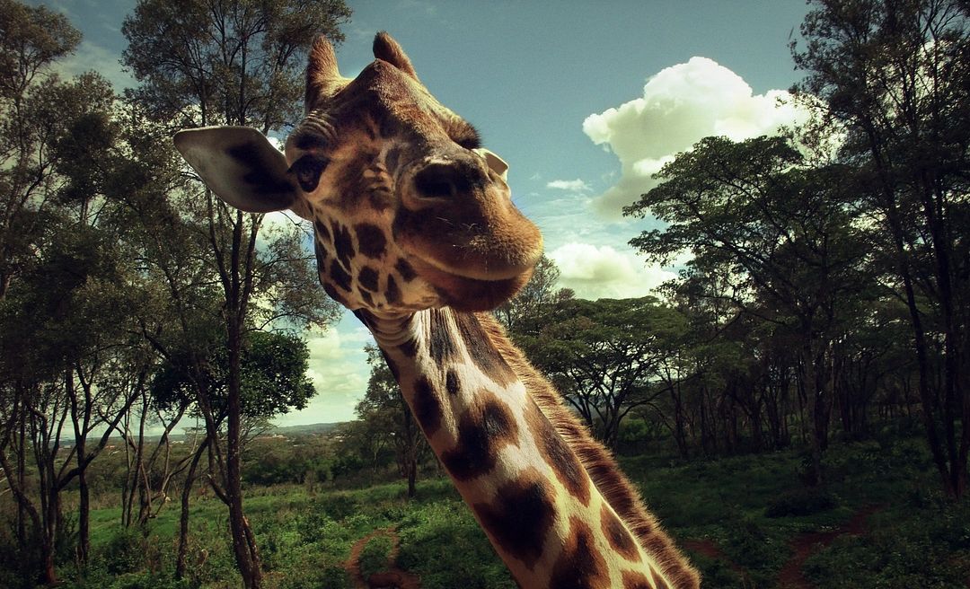 Giraffe