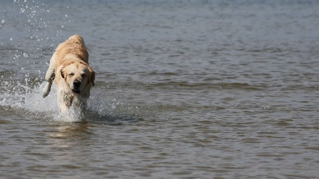 golden retriever