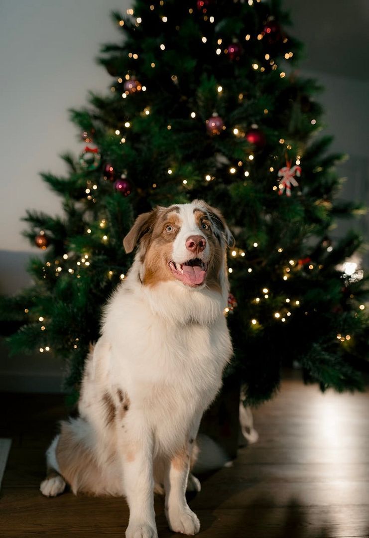 🎄🐶