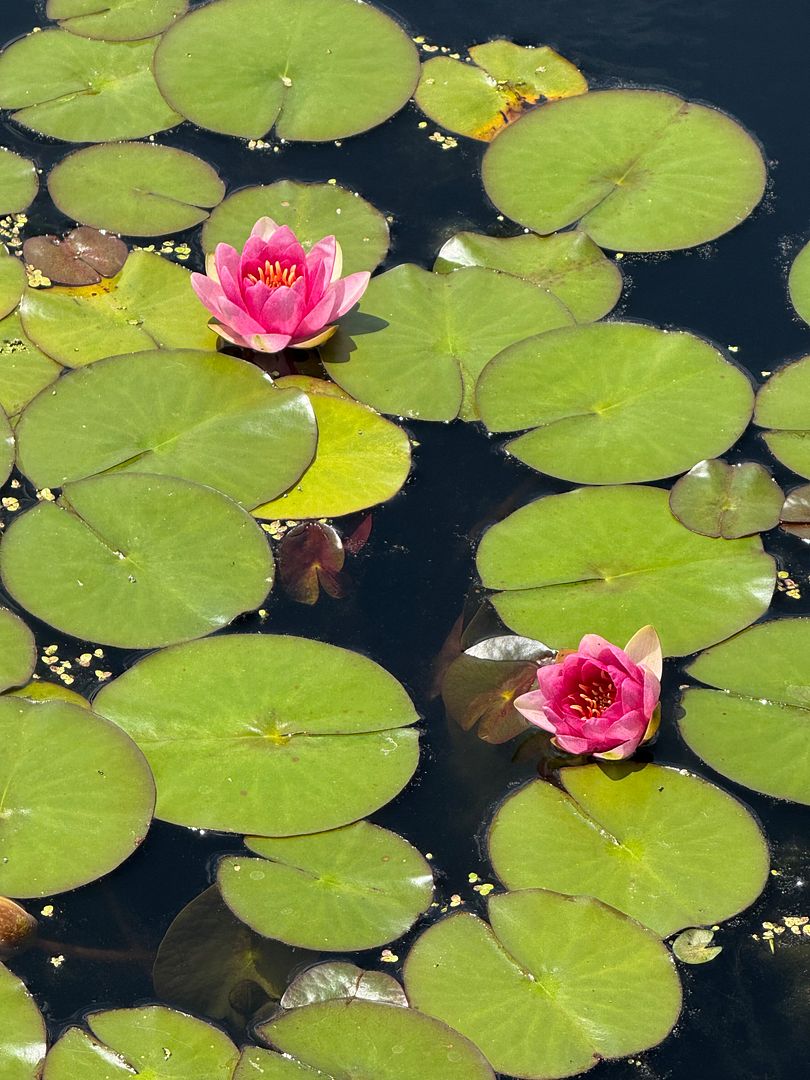 floating blossoms