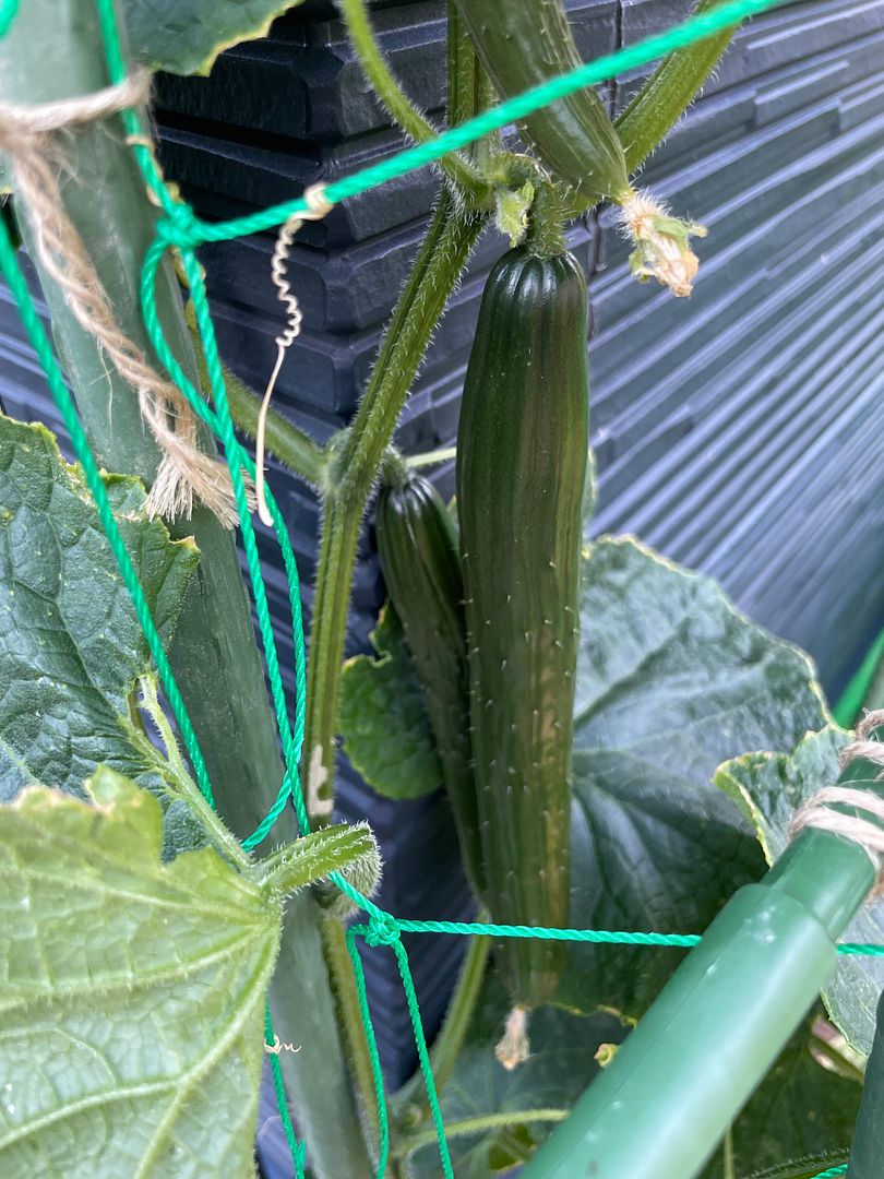 cucumber #2