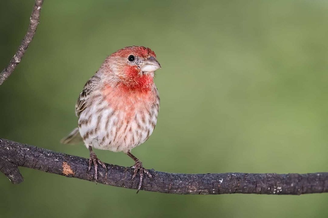 House-Finch