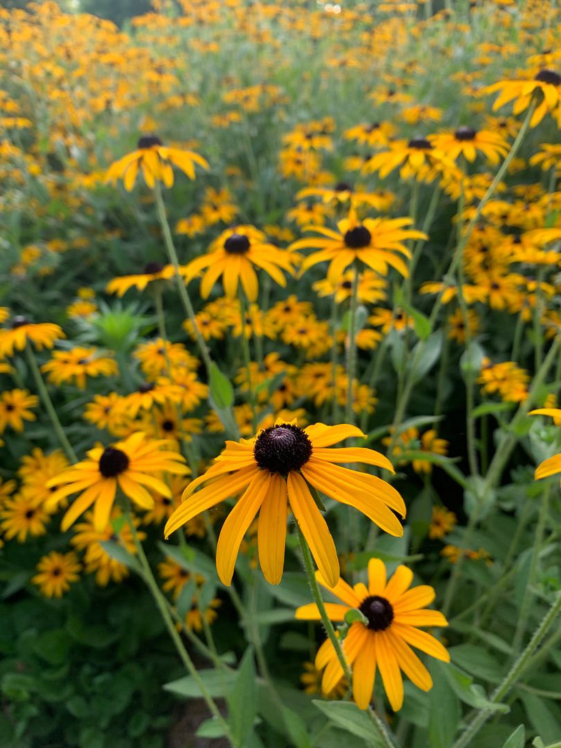 Flowers in the morning