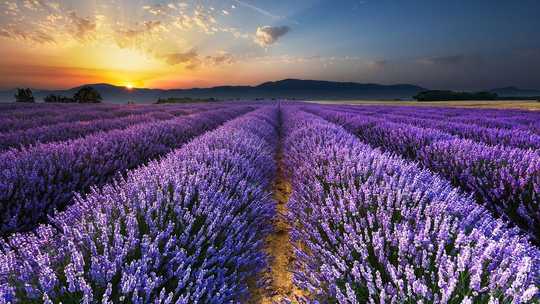 the lavender