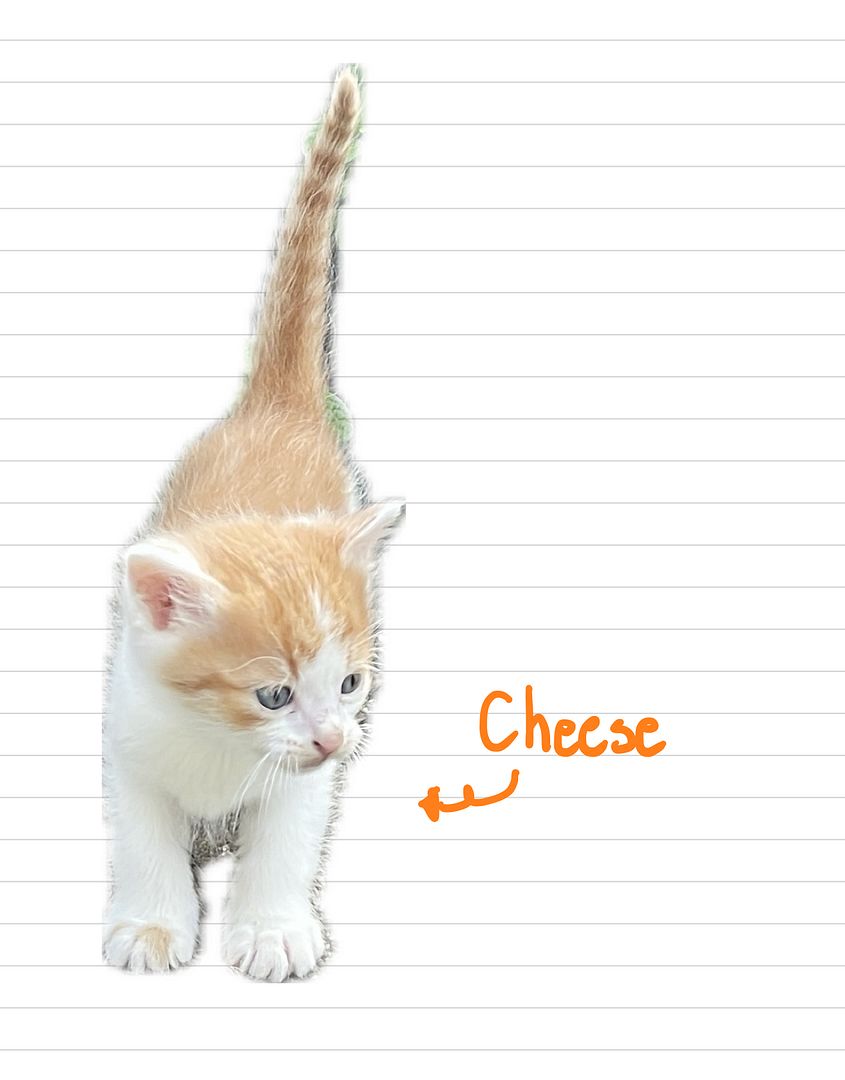 Cat_Cheese_33