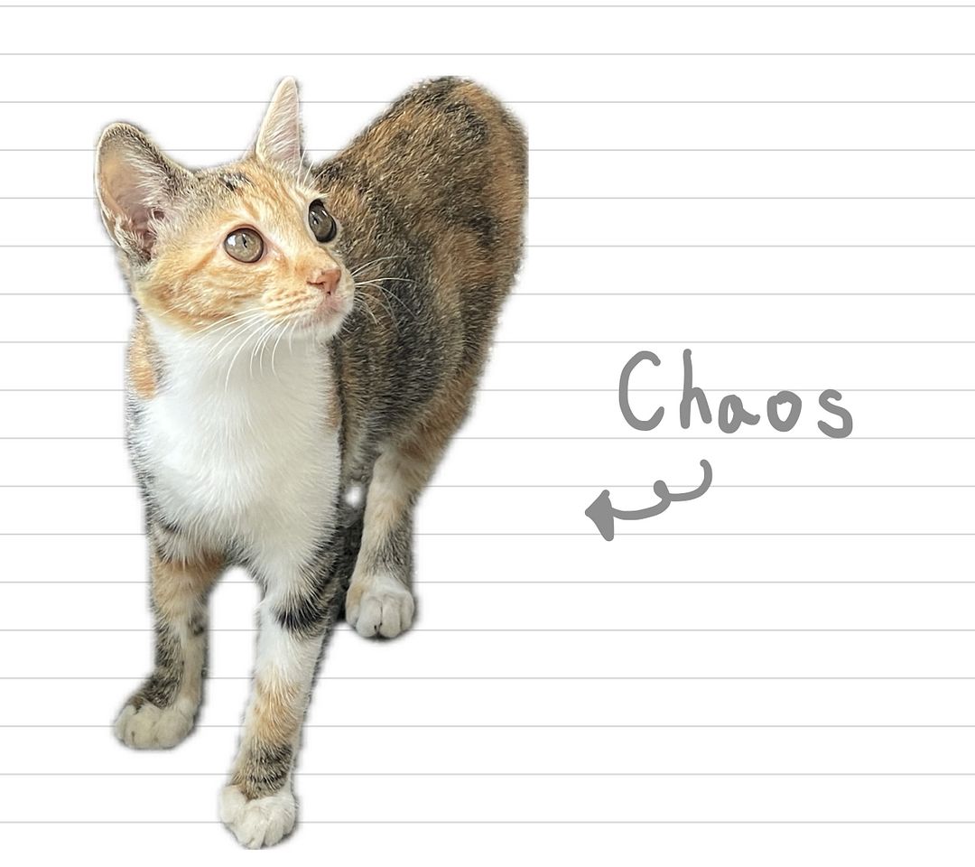 Cat_Chaos_24