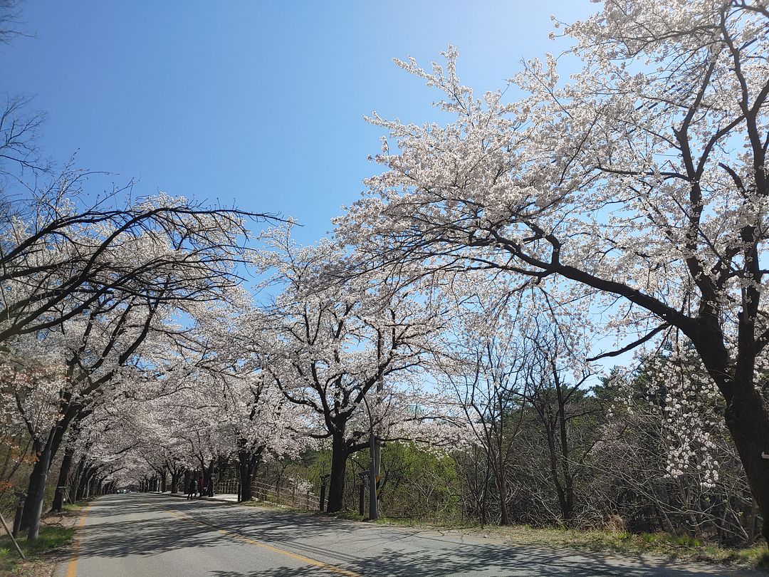 cherry blossom road