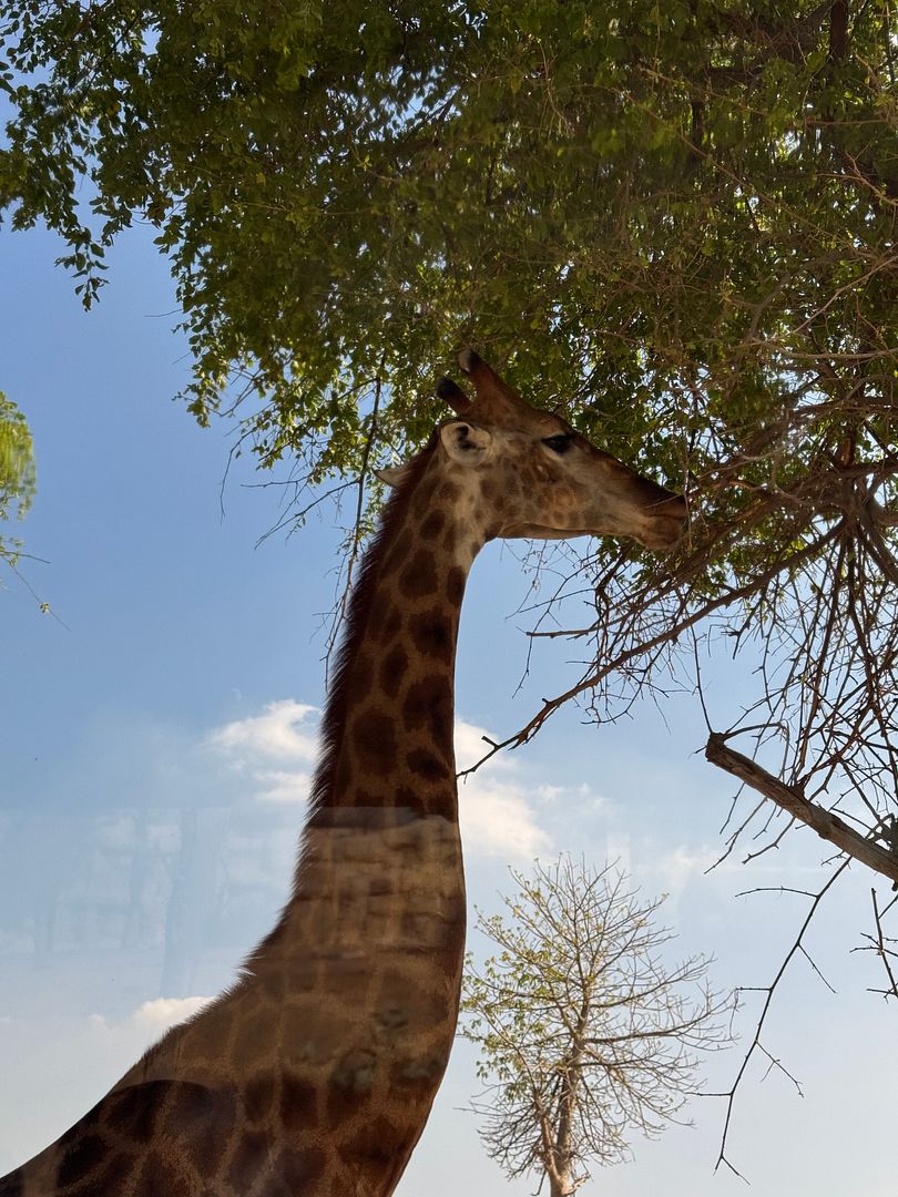 girafe