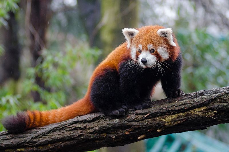 Red_Panda_(24986761703)