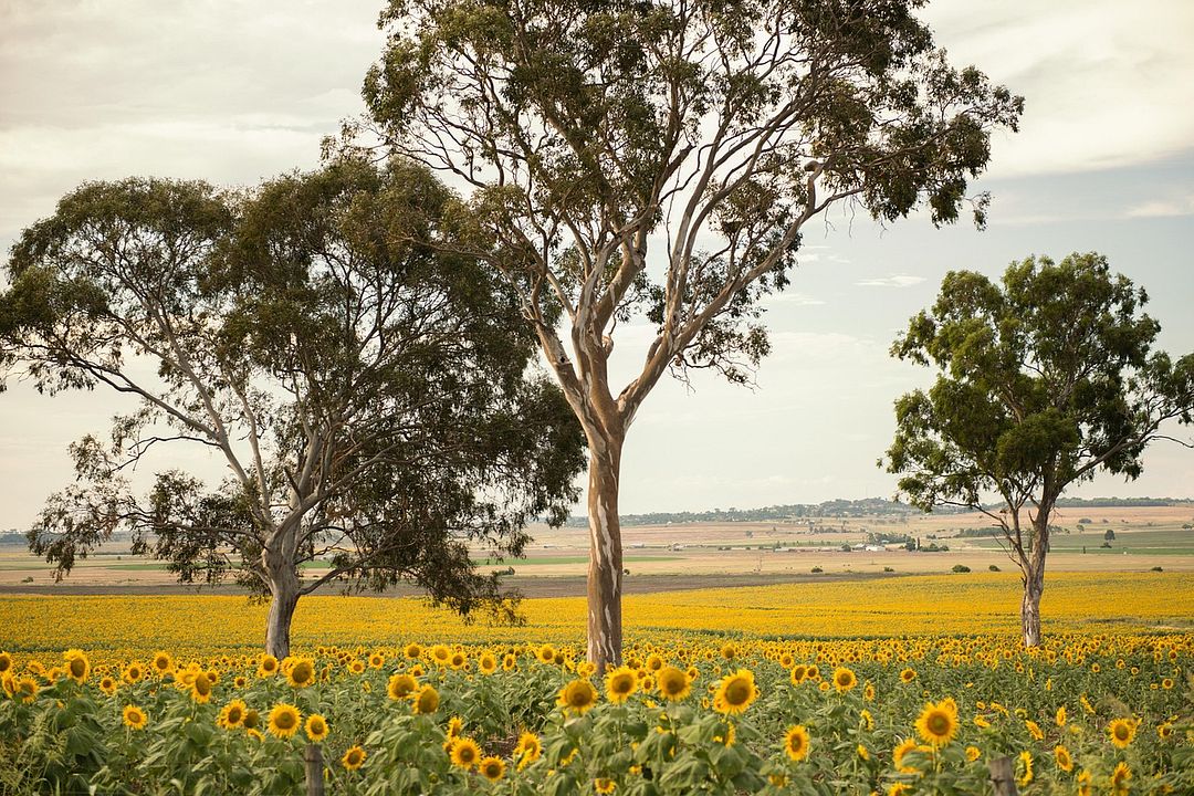 flowers and trees