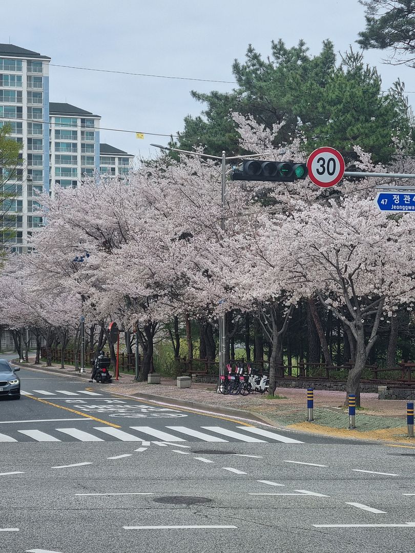 Enjoy cherryblossom