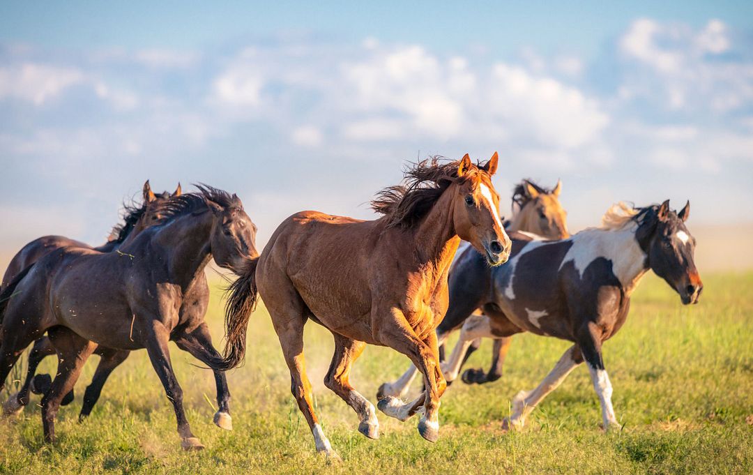 Mustang