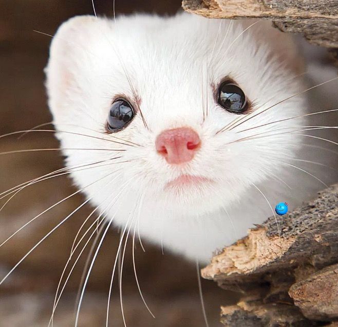 Least Weasel_3