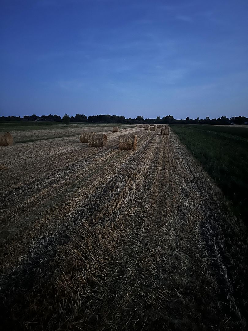 evening field