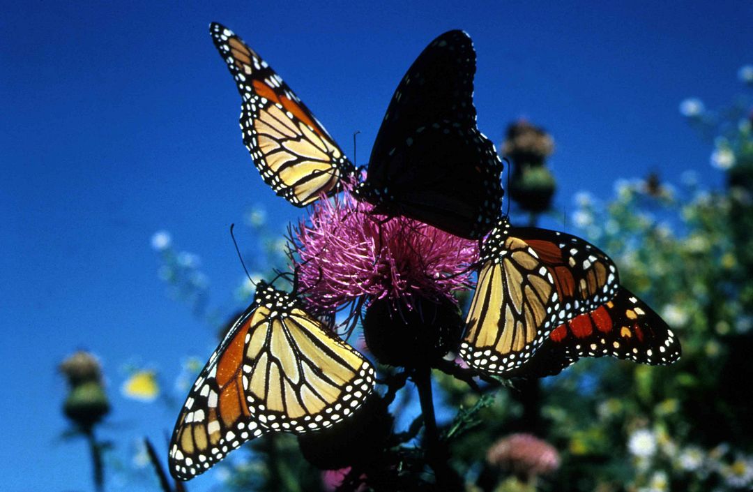 Monarch butterflies