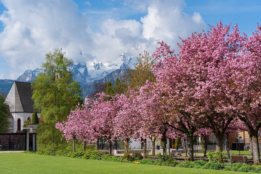 flowers and trees