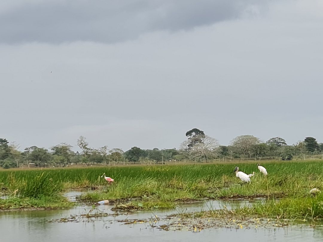 Medio Queso Wetland